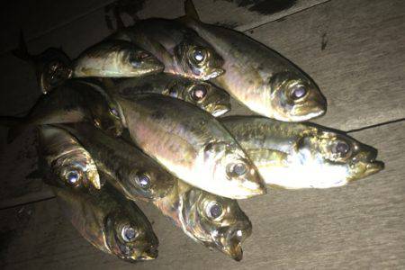 豆アジが少しだけ成長？