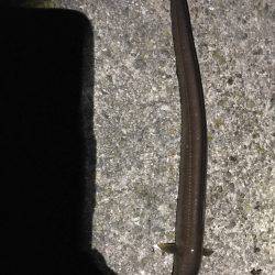 伝助⁉︎アナゴ