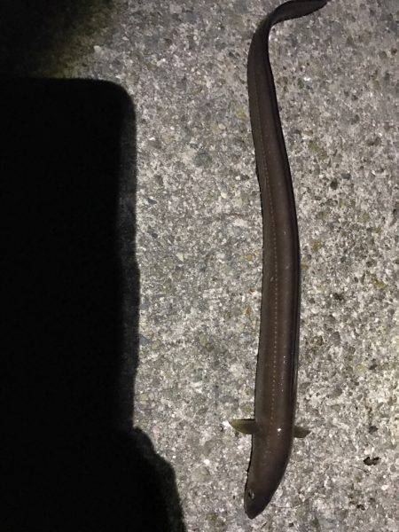 伝助⁉︎アナゴ