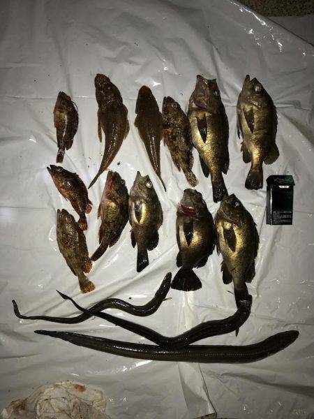 メバリング釣果