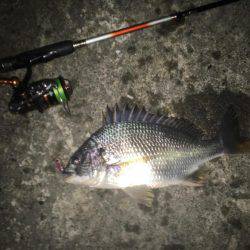 雨上がりのチニング