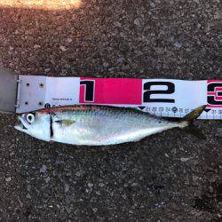 アジサバタナゴメバル！色々釣れた！