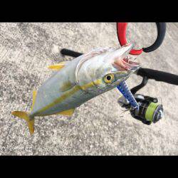 メタルバイブでツバス✕9