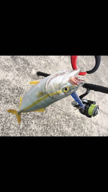 メタルバイブでツバス✕9