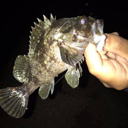 垂水漁港でナイトゲーム！！