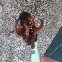 タコ安定の二桁オーバー!