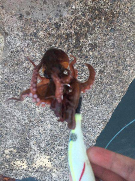 タコ安定の二桁オーバー!