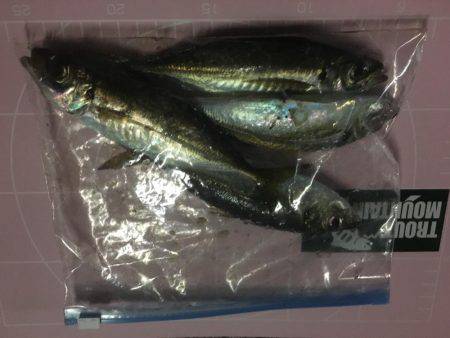 仕事帰りのアジング！