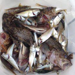 アジュール舞子でジグサビキ！！