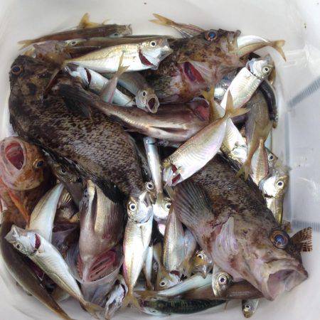 アジュール舞子でジグサビキ！！