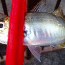 夕まずめアジング