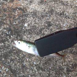 アジ確認できず…メバルまだ釣れる