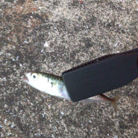 アジ確認できず…メバルまだ釣れる