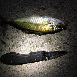 アジをソコソコ