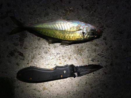 アジをソコソコ