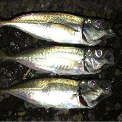 アジングのつもりが結果メバリング。