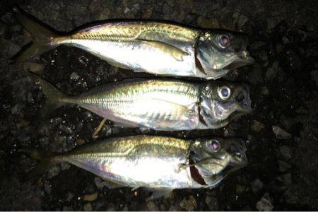 アジングのつもりが結果メバリング。