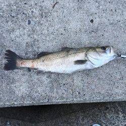 ジギングでシーバス