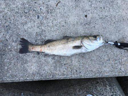 ジギングでシーバス