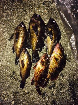 ロックフィッシュ