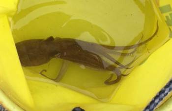 タコ一匹でした