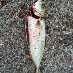 ツバースからの鯖