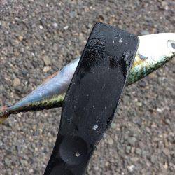 サビキ・ライトルアー