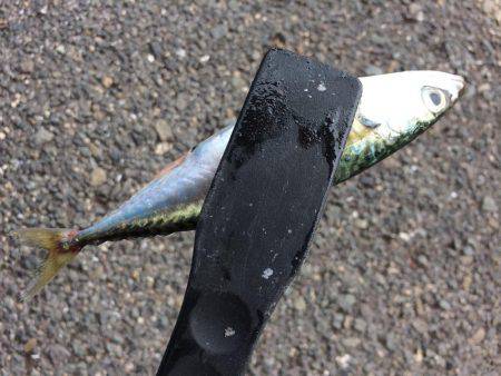 サビキ・ライトルアー