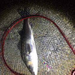 タコ安定の二桁オーバー！