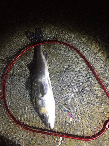 タコ安定の二桁オーバー！