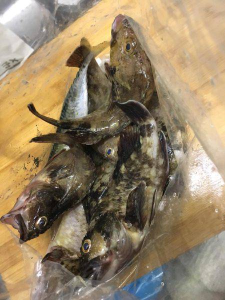 テトラで穴釣りとウキ釣り