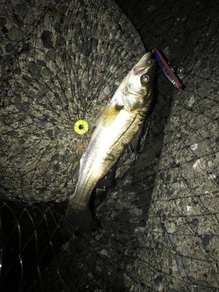 夜の三部テトラはちょいと危険