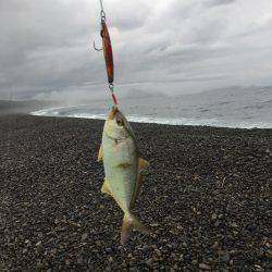 大里松原海岸 シオ2匹