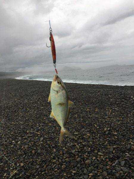 大里松原海岸 シオ2匹