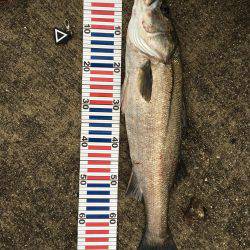 シーバス高活性