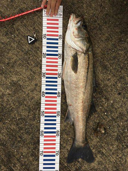 シーバス高活性