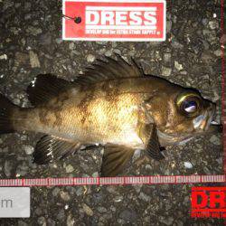 今回もアジングのつもりが結果メバリング