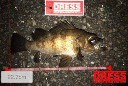 今回もアジングのつもりが結果メバリング