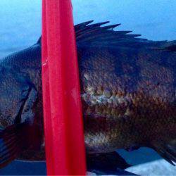 時合もサイズ伸びず