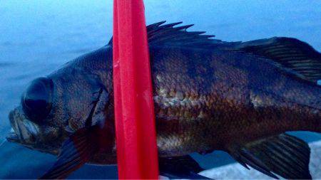 時合もサイズ伸びず