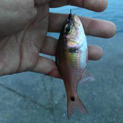 城ヶ島でダンゴ釣り！メジナ釣りたい！