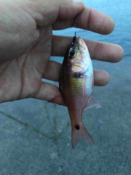 城ヶ島でダンゴ釣り！メジナ釣りたい！