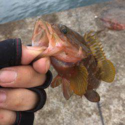 昨日の夕方から釣り紀行・・・