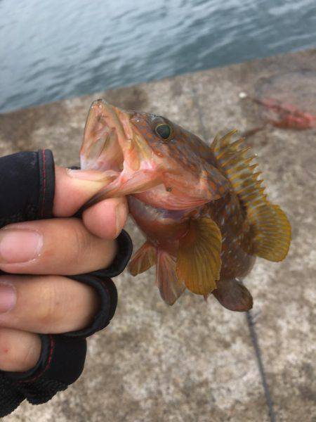 昨日の夕方から釣り紀行・・・