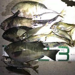 富山県魚津港 フカセ夜釣りグレ