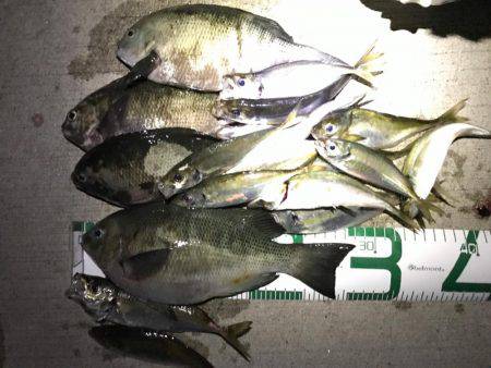 富山県魚津港 フカセ夜釣りグレ