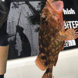 アコウ狙いでガッシー。