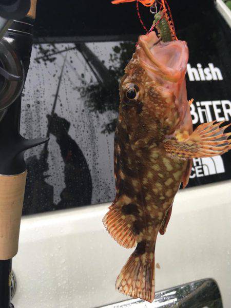 アコウ狙いでガッシー。