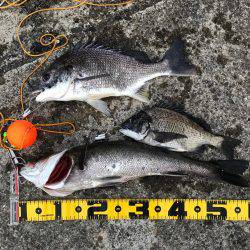 エビ撒き 御三家⁈