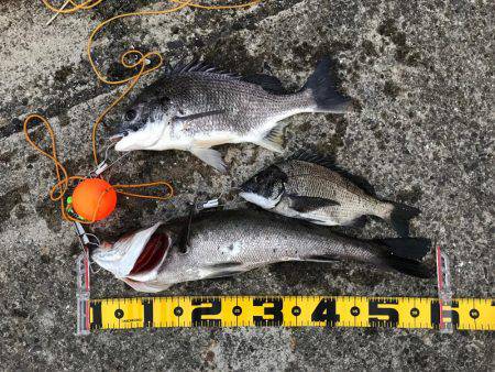 エビ撒き 御三家⁈